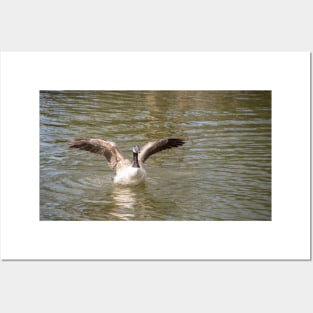 Canada goose with stretched wings Posters and Art